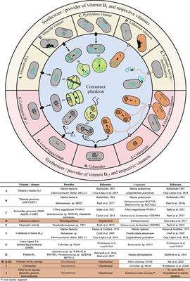 Key Knowledge Gaps to Fill at the Cell-To-Ecosystem Level in Marine B-Vitamin Cycling